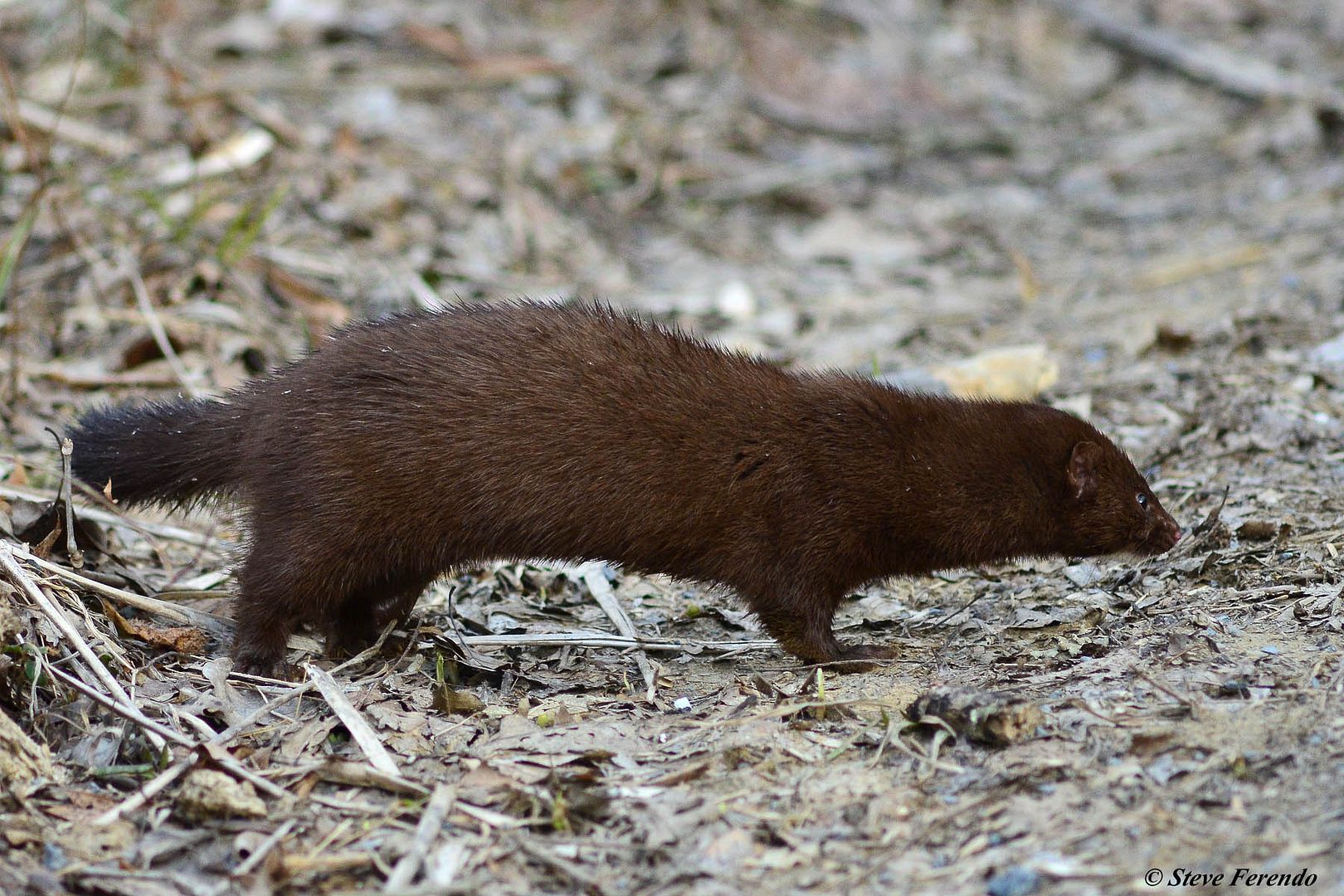 "Natural World" Through My Camera When The Mink Came Calling